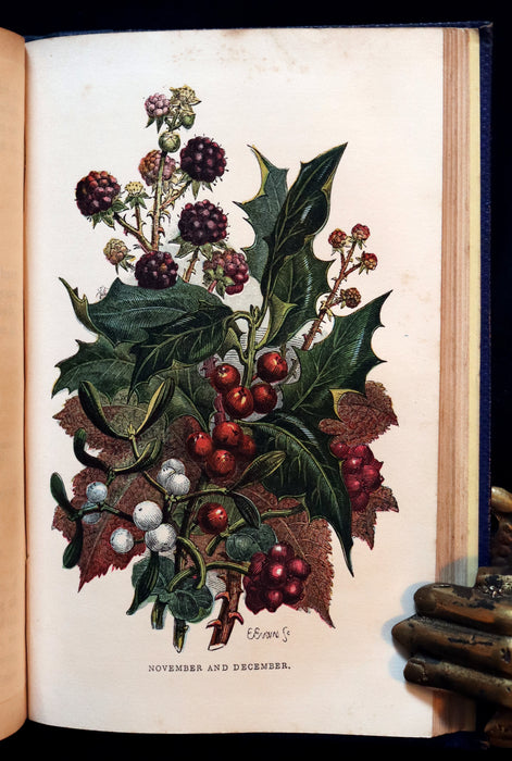 1859 Rare Book - Wild Flowers and Medicinal Uses color Illustrated by Noel Humphreys.