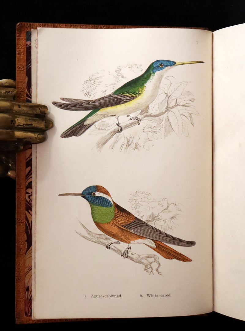 1856 Scarce Ornithology Book ~ HUMMING BIRDS Color Illustrated. By Henry Gardiner Adams.