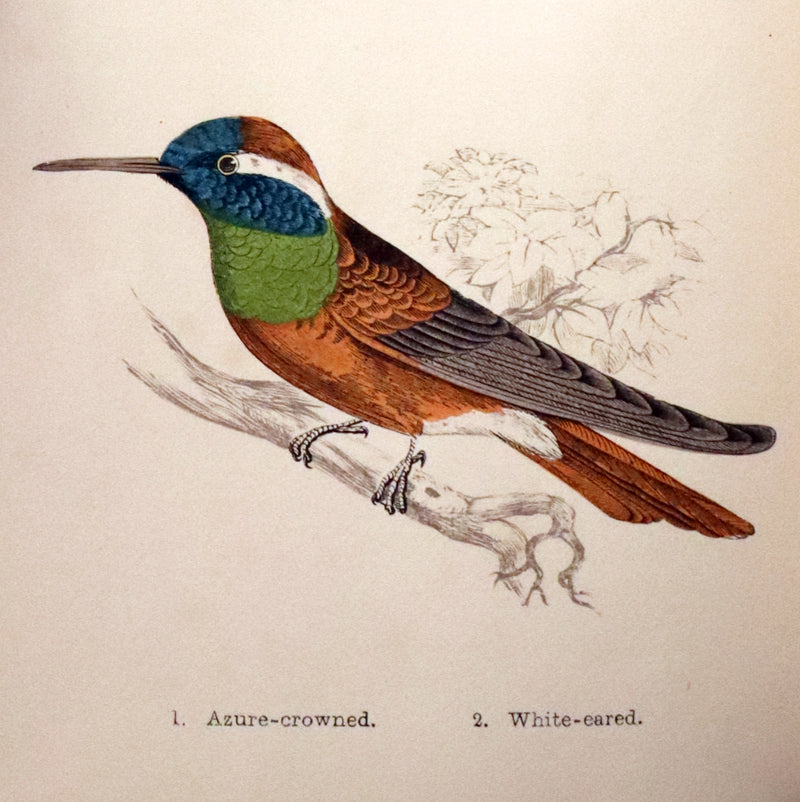 1856 Scarce Ornithology Book ~ HUMMING BIRDS Color Illustrated. By Henry Gardiner Adams.