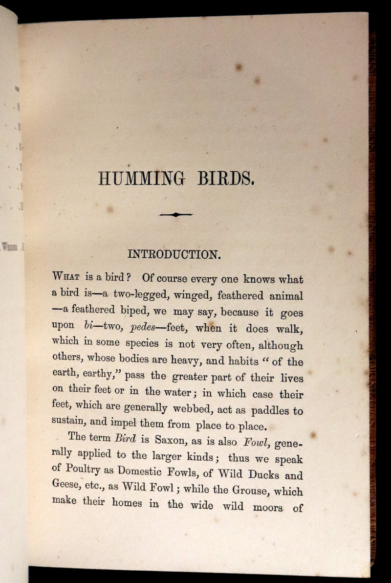 1856 Scarce Ornithology Book ~ HUMMING BIRDS Color Illustrated. By Henry Gardiner Adams.