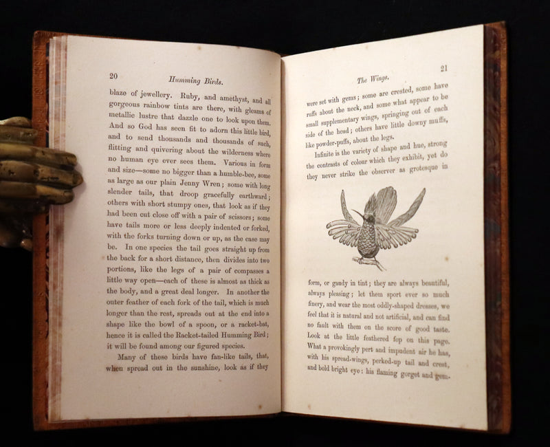 1856 Scarce Ornithology Book ~ HUMMING BIRDS Color Illustrated. By Henry Gardiner Adams.