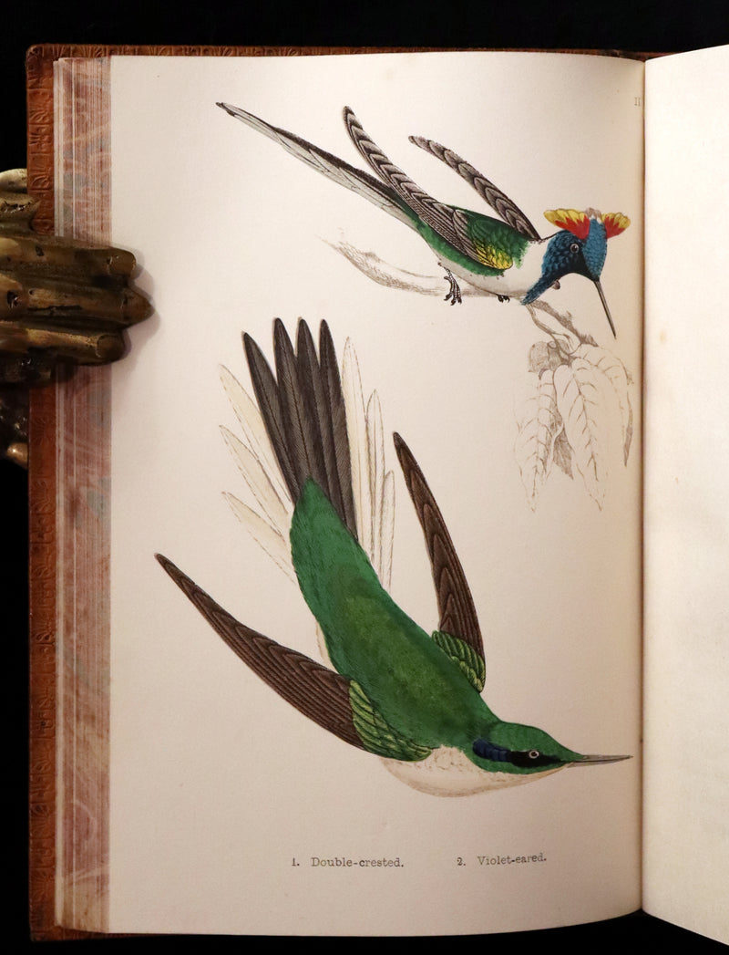 1856 Scarce Ornithology Book ~ HUMMING BIRDS Color Illustrated. By Henry Gardiner Adams.