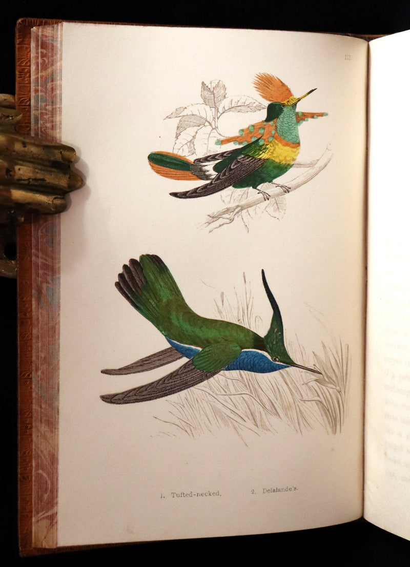 1856 Scarce Ornithology Book ~ HUMMING BIRDS Color Illustrated. By Henry Gardiner Adams.