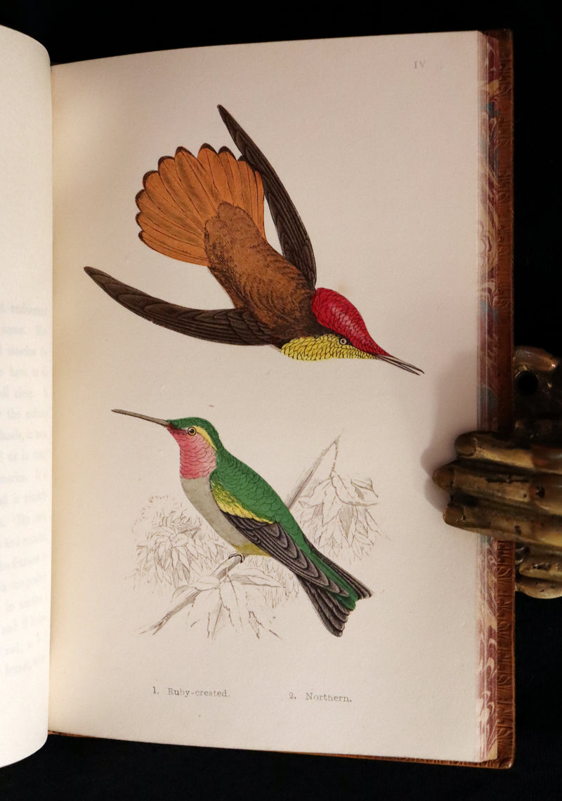 1856 Scarce Ornithology Book ~ HUMMING BIRDS Color Illustrated. By Henry Gardiner Adams.