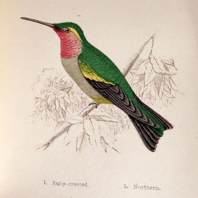 1856 Scarce Ornithology Book ~ HUMMING BIRDS Color Illustrated. By Henry Gardiner Adams.