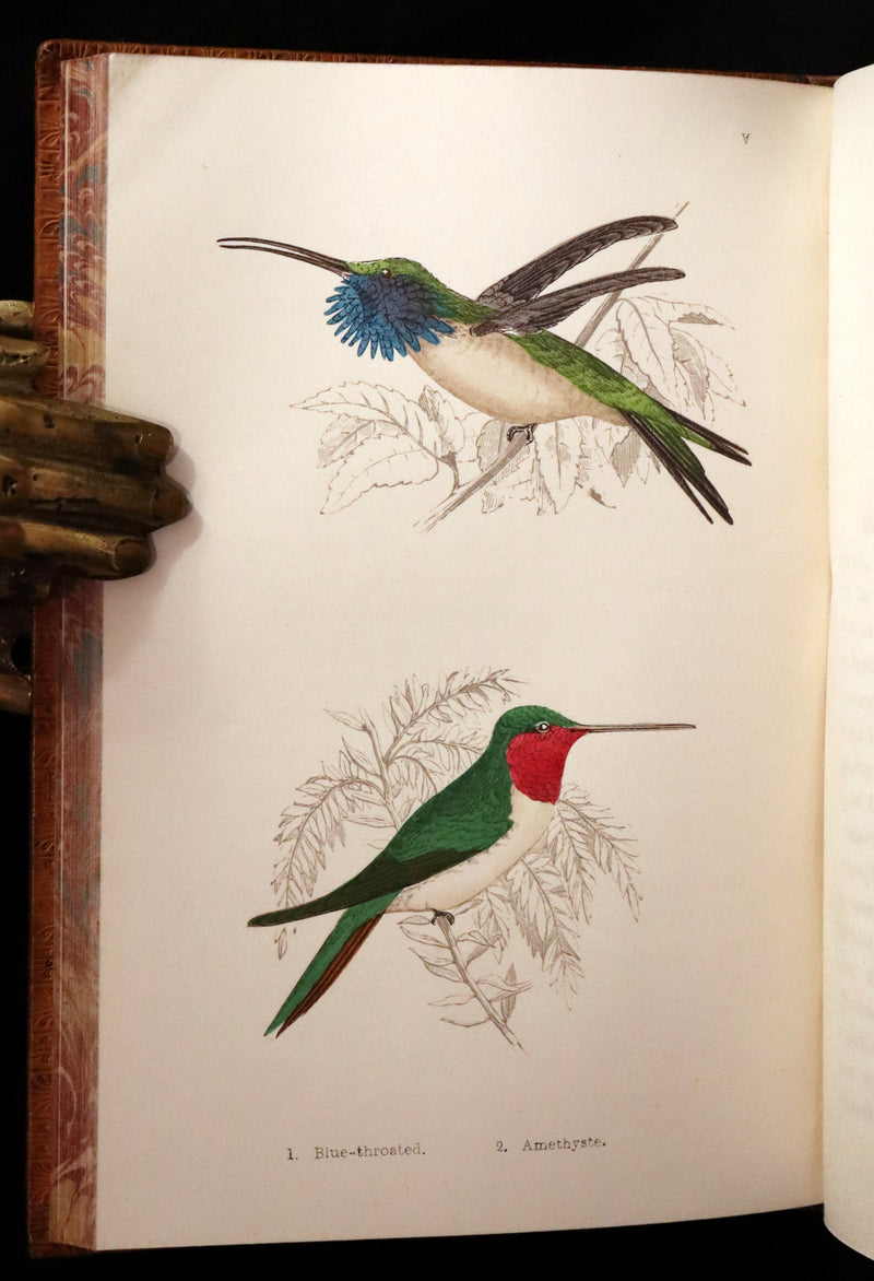 1856 Scarce Ornithology Book ~ HUMMING BIRDS Color Illustrated. By Henry Gardiner Adams.