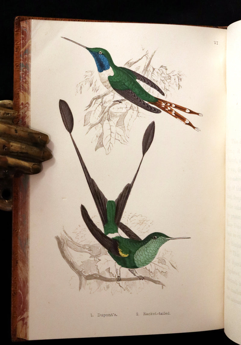1856 Scarce Ornithology Book ~ HUMMING BIRDS Color Illustrated. By Henry Gardiner Adams.