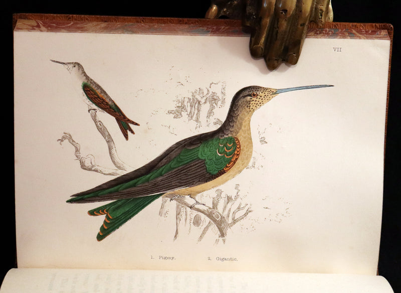1856 Scarce Ornithology Book ~ HUMMING BIRDS Color Illustrated. By Henry Gardiner Adams.