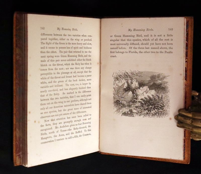 1856 Scarce Ornithology Book ~ HUMMING BIRDS Color Illustrated. By Henry Gardiner Adams.