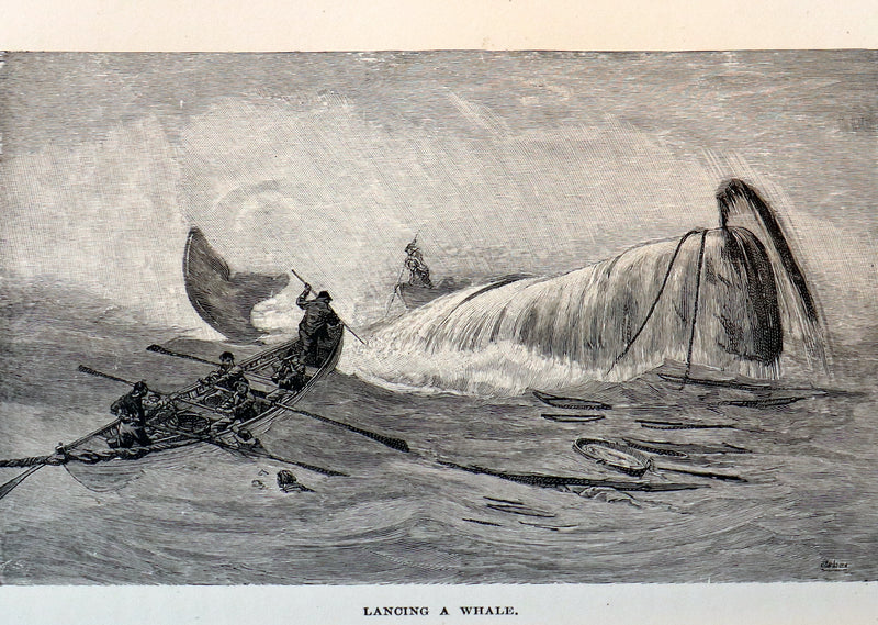 1900 Rare Book bound by Root & Son - The CRUISE Of The "CACHALOT" Round the World After Sperm Whales.