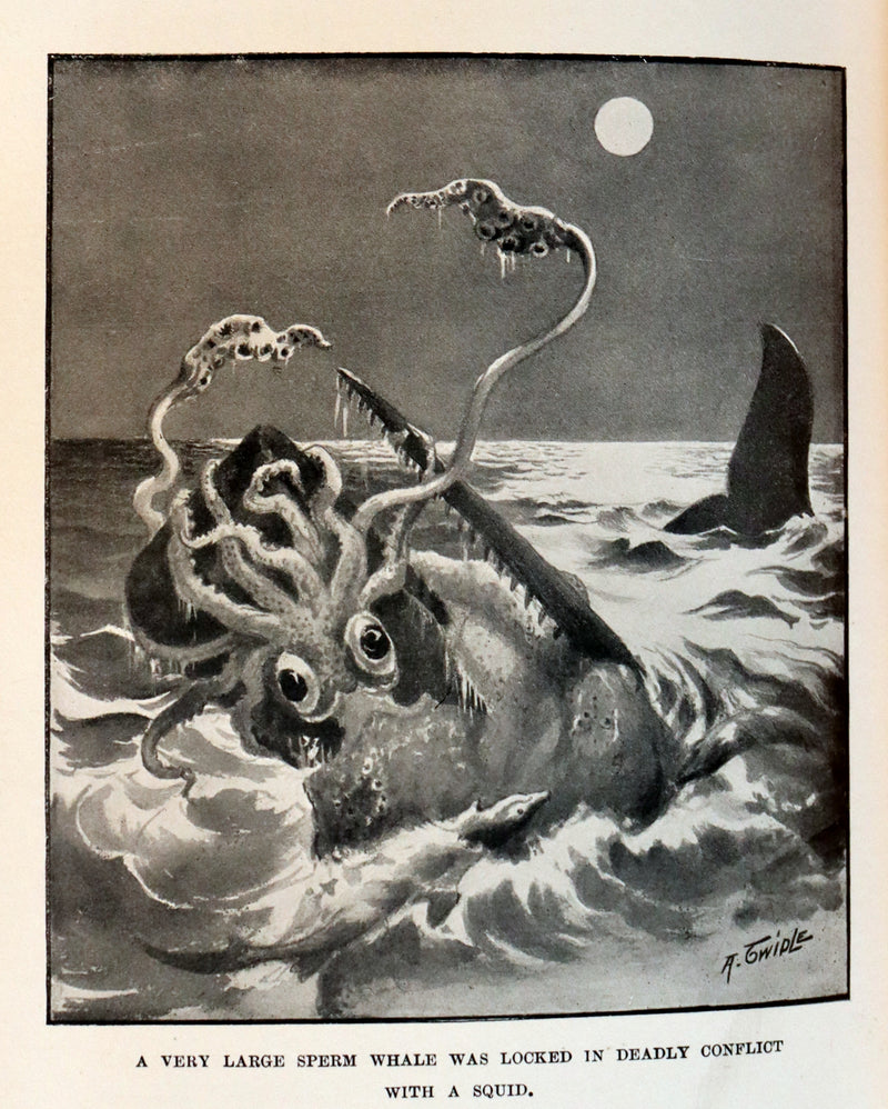 1900 Rare Book bound by Root & Son - The CRUISE Of The "CACHALOT" Round the World After Sperm Whales.