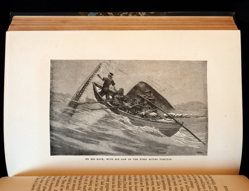 1900 Rare Book bound by Root & Son - The CRUISE Of The "CACHALOT" Round the World After Sperm Whales.