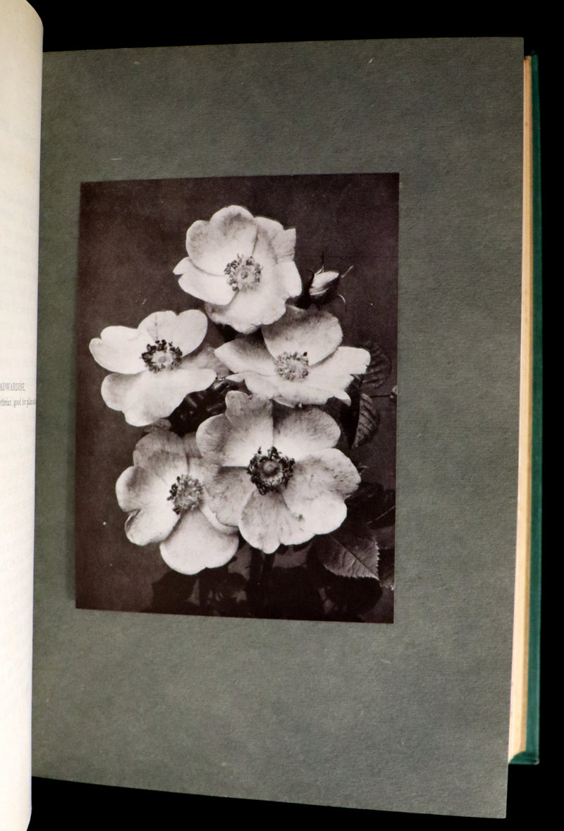 1914 Scarce Gardening Book - ROSES AND ROSE GARDENS by Walter P. Wright.