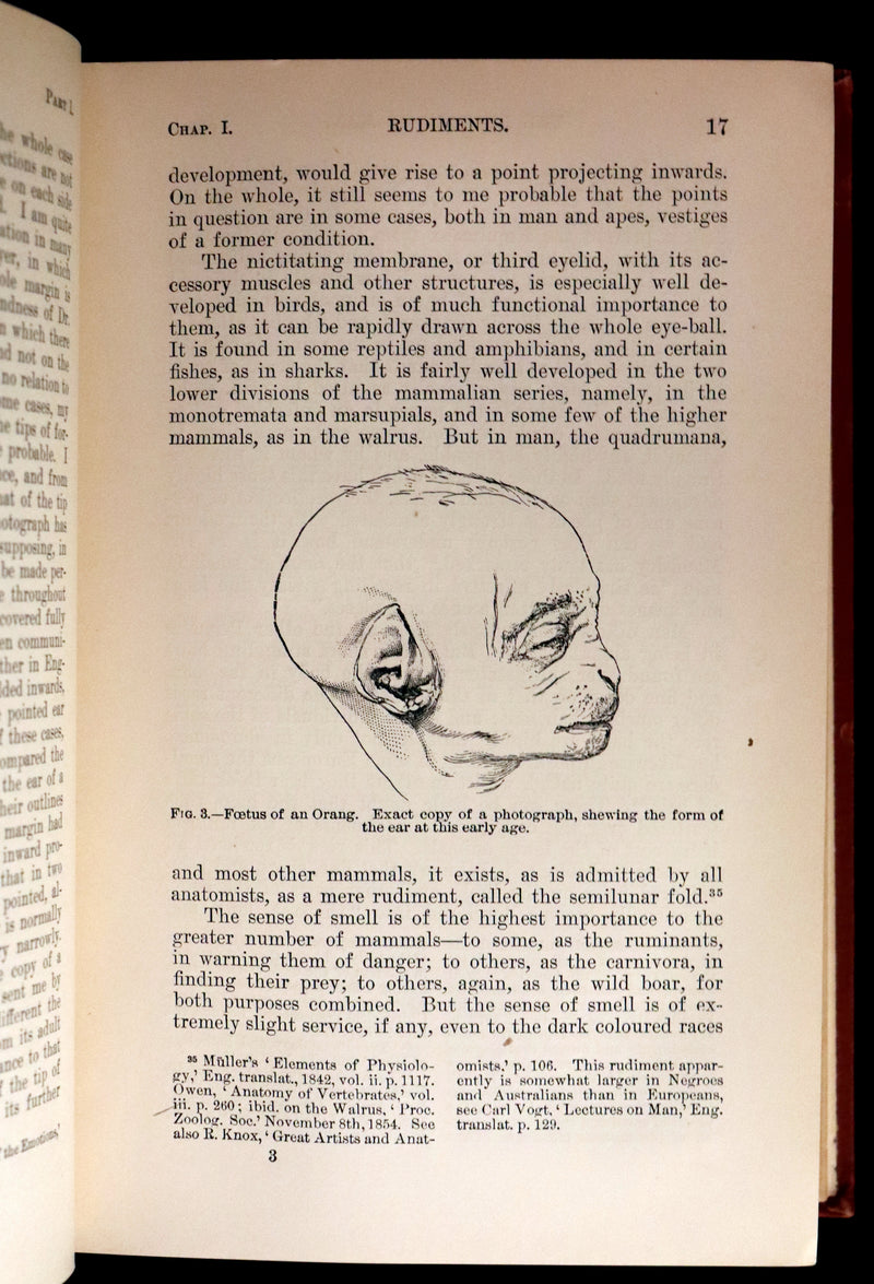 1899 Rare Book - CHARLES DARWIN - The DESCENT OF MAN and Selection in Relation to Sex.
