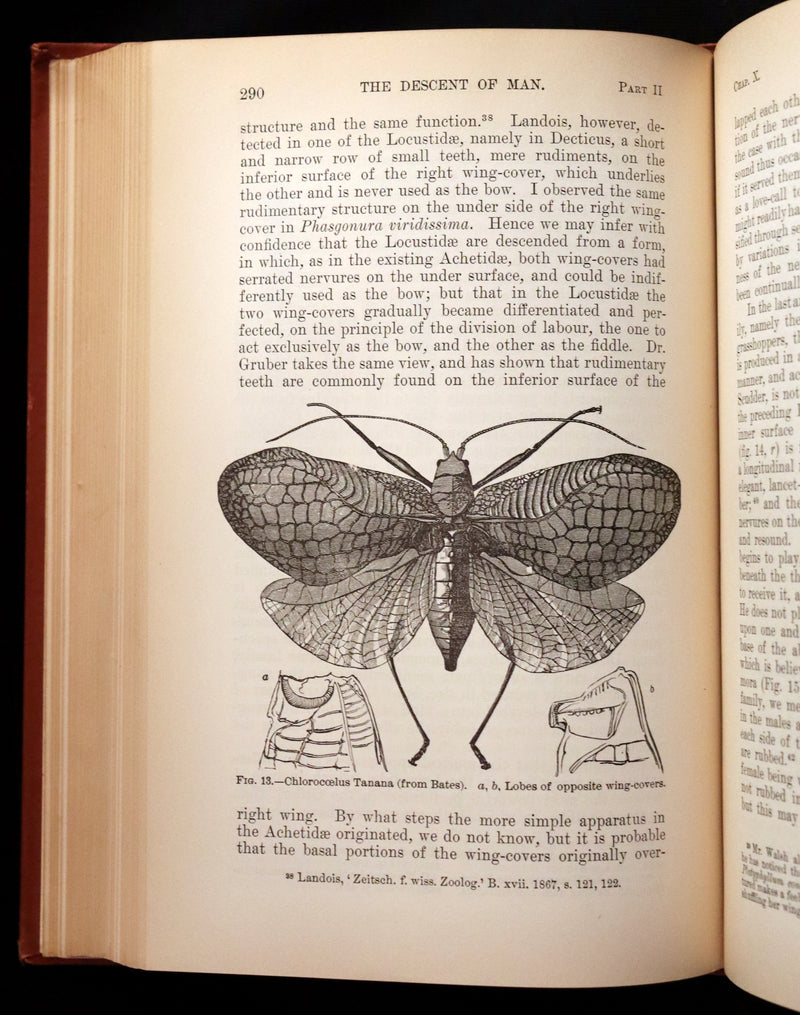 1899 Rare Book - CHARLES DARWIN - The DESCENT OF MAN and Selection in Relation to Sex.