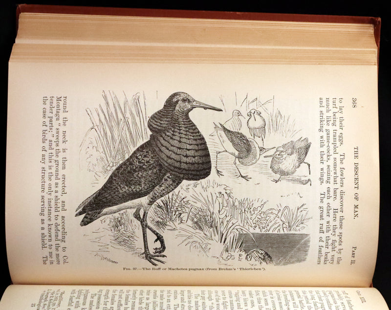 1899 Rare Book - CHARLES DARWIN - The DESCENT OF MAN and Selection in Relation to Sex.