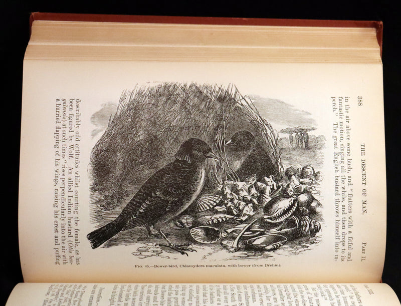 1899 Rare Book - CHARLES DARWIN - The DESCENT OF MAN and Selection in Relation to Sex.