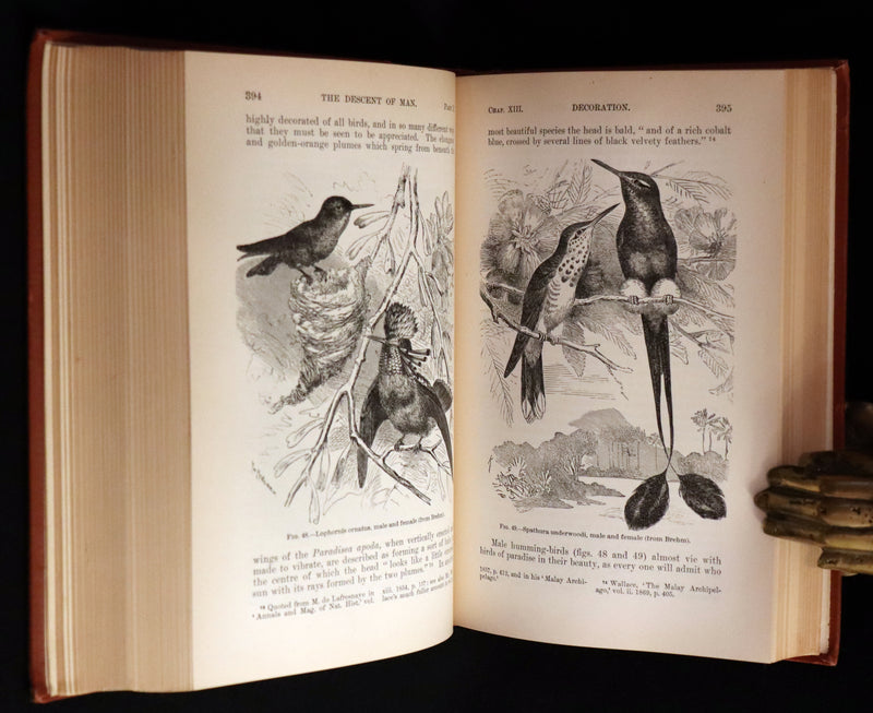 1899 Rare Book - CHARLES DARWIN - The DESCENT OF MAN and Selection in Relation to Sex.