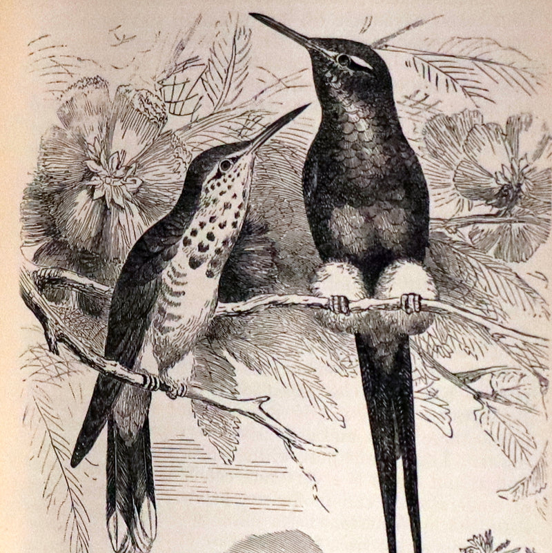 1899 Rare Book - CHARLES DARWIN - The DESCENT OF MAN and Selection in Relation to Sex.