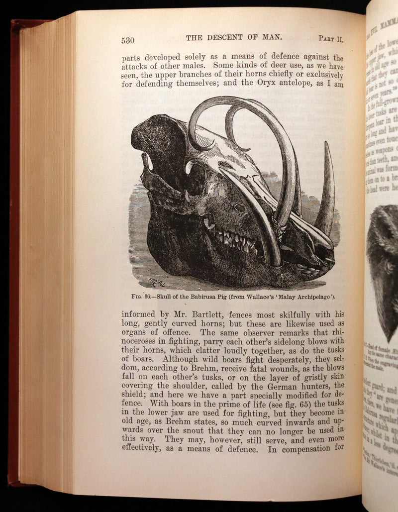 1899 Rare Book - CHARLES DARWIN - The DESCENT OF MAN and Selection in Relation to Sex.