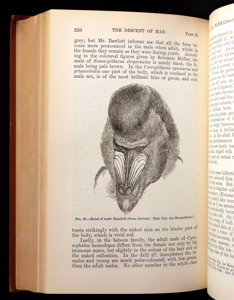 1899 Rare Book - CHARLES DARWIN - The DESCENT OF MAN and Selection in Relation to Sex.