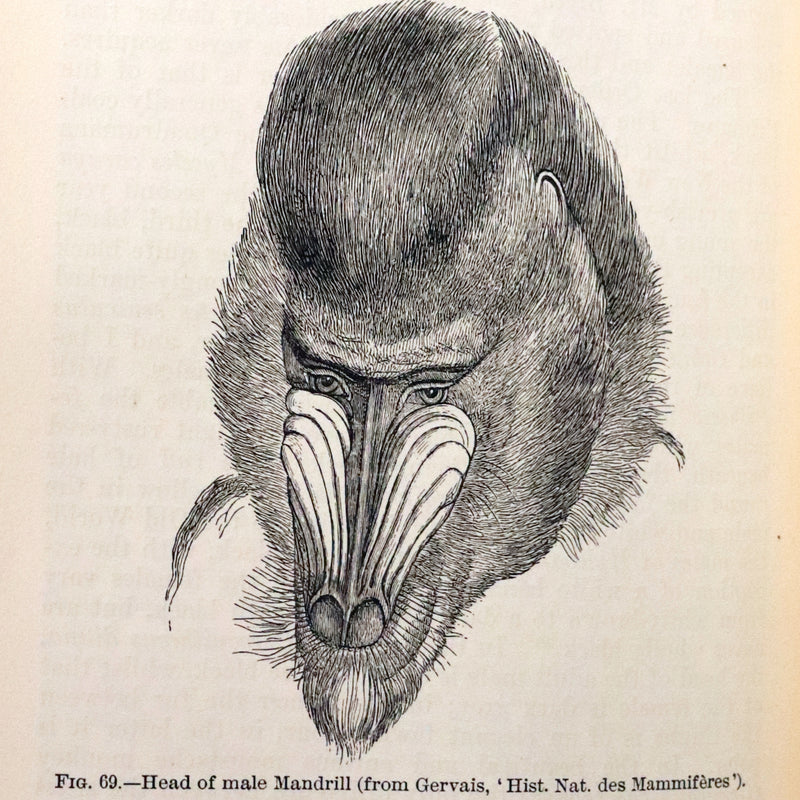 1899 Rare Book - CHARLES DARWIN - The DESCENT OF MAN and Selection in Relation to Sex.