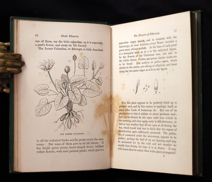 1870 Rare First Edition - FIELD FLOWERS, A handy-book for the rambling by the famous botanist James Shirley Hibberd.