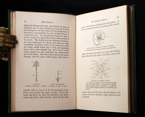 1870 Rare First Edition - FIELD FLOWERS, A handy-book for the rambling by the famous botanist James Shirley Hibberd.