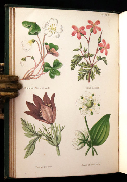 1870 Rare First Edition - FIELD FLOWERS, A handy-book for the rambling by the famous botanist James Shirley Hibberd.