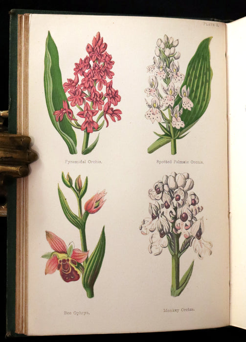 1870 Rare First Edition - FIELD FLOWERS, A handy-book for the rambling by the famous botanist James Shirley Hibberd.