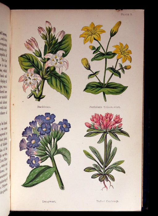 1870 Rare First Edition - FIELD FLOWERS, A handy-book for the rambling by the famous botanist James Shirley Hibberd.