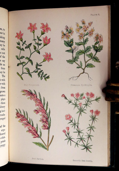 1870 Rare First Edition - FIELD FLOWERS, A handy-book for the rambling by the famous botanist James Shirley Hibberd.