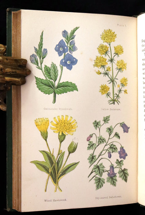 1870 Rare First Edition - FIELD FLOWERS, A handy-book for the rambling by the famous botanist James Shirley Hibberd.