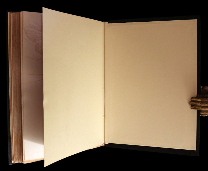 1921 Rare First UK Edition in a beautiful binding ~ THE ENCHANTED FOREST by Ida Rentoul Outhwaite color illustrated.