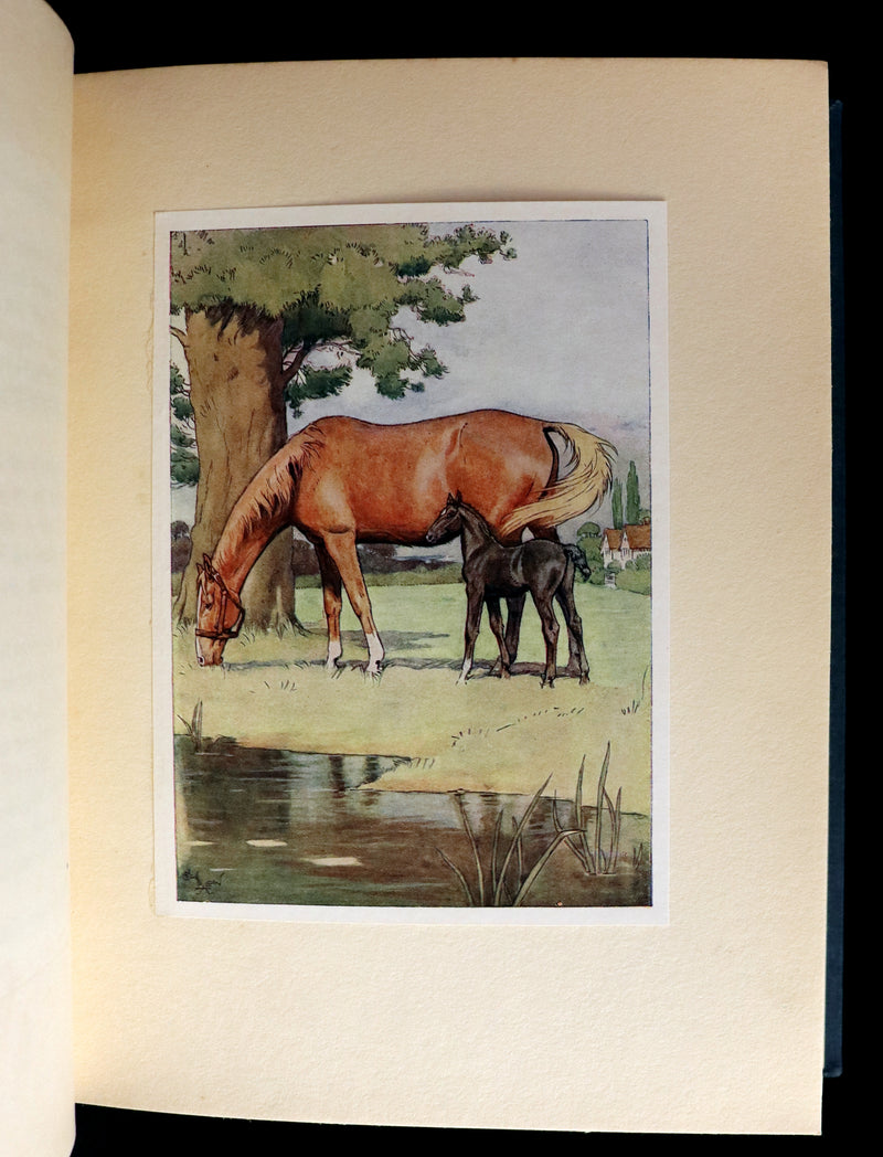 1930 Rare Illustrated Edition by Cecil ALDIN - BLACK BEAUTY, Autobiography of a Horse by A. Sewell.