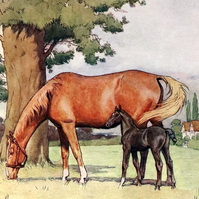 1930 Rare Illustrated Edition by Cecil ALDIN - BLACK BEAUTY, Autobiography of a Horse by A. Sewell.