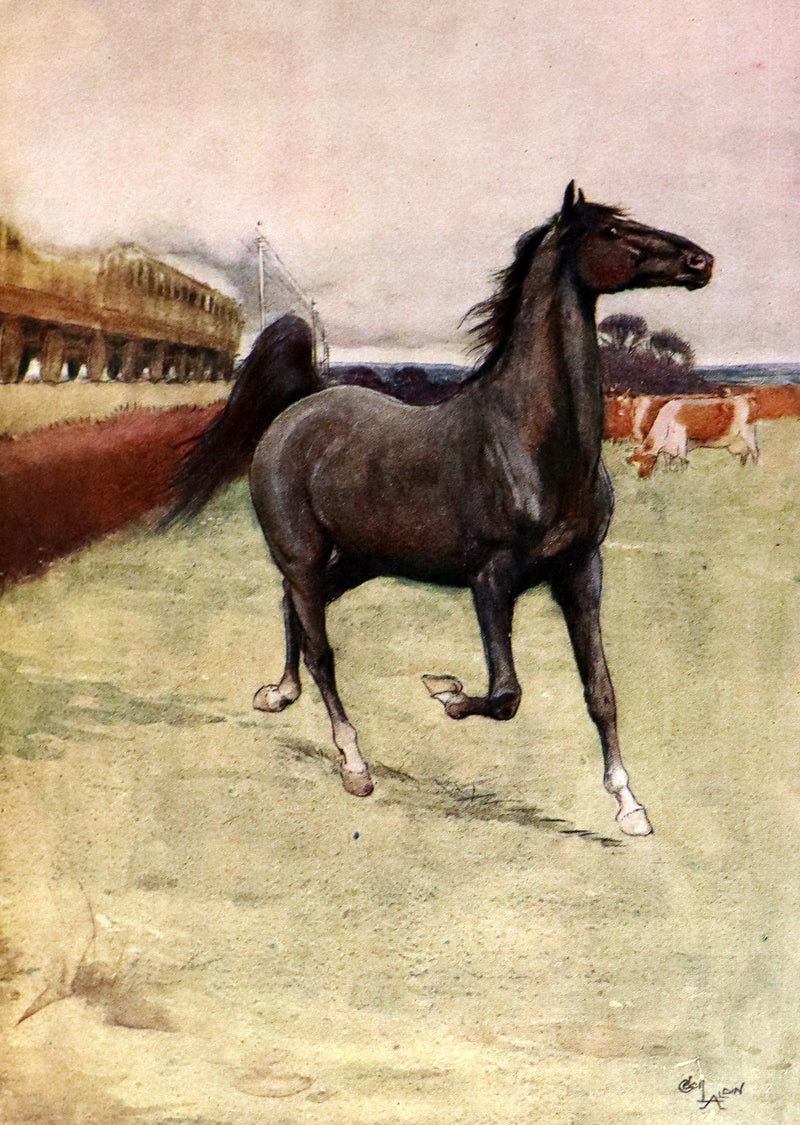 1930 Rare Illustrated Edition by Cecil ALDIN - BLACK BEAUTY, Autobiography of a Horse by A. Sewell.