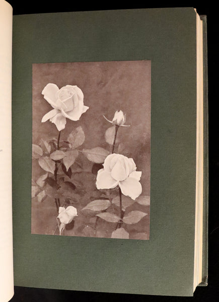 1914 Scarce Gardening Book - ROSES AND ROSE GARDENS by Walter P. Wright. Illustrated.