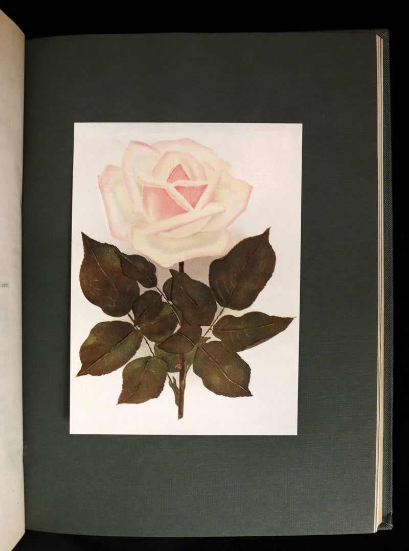 1914 Scarce Gardening Book - ROSES AND ROSE GARDENS by Walter P. Wright. Illustrated.