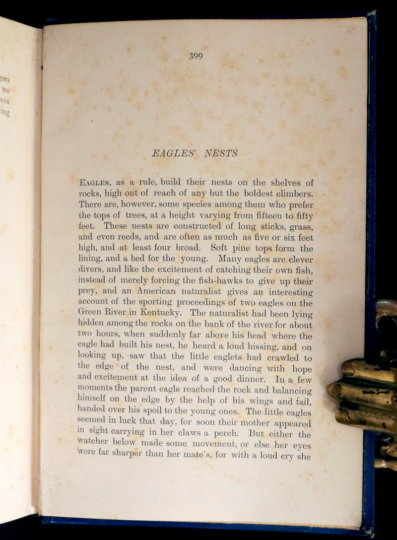1896 First Edition Book - The Animal Story Book by Andrew Lang Illustrated by H. J. FORD.