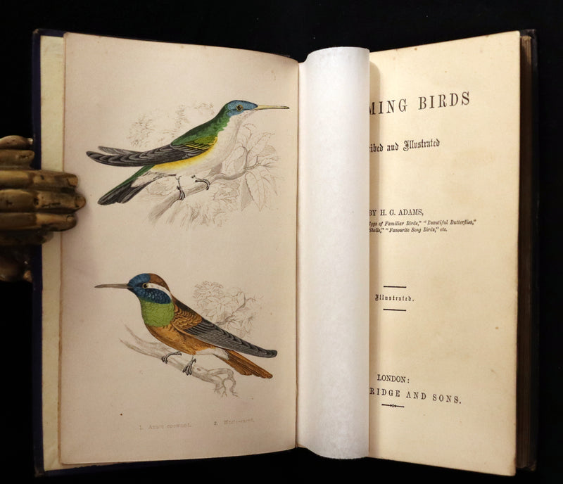 1856 Scarce Ornithology Book ~ HUMMING BIRDS described & Color Illustrated. By Henry Gardiner Adams.