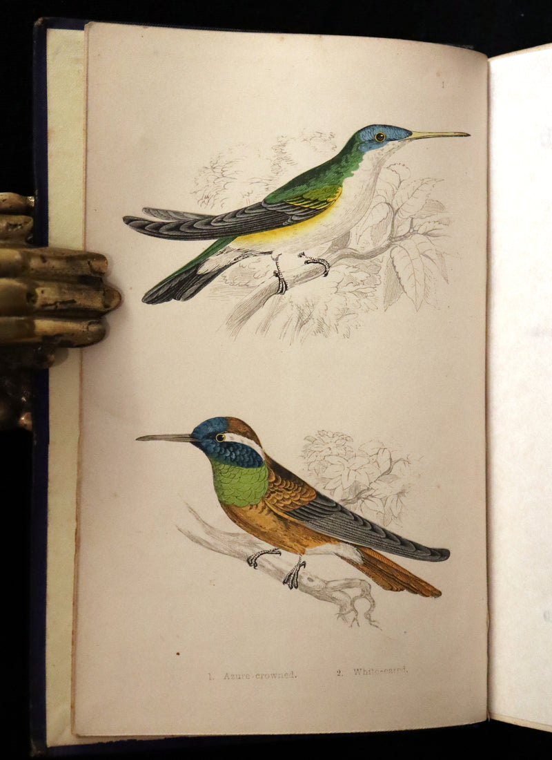 1856 Scarce Ornithology Book ~ HUMMING BIRDS described & Color Illustrated. By Henry Gardiner Adams.