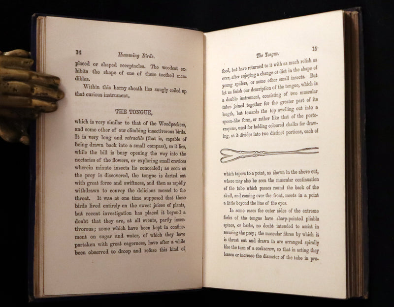 1856 Scarce Ornithology Book ~ HUMMING BIRDS described & Color Illustrated. By Henry Gardiner Adams.