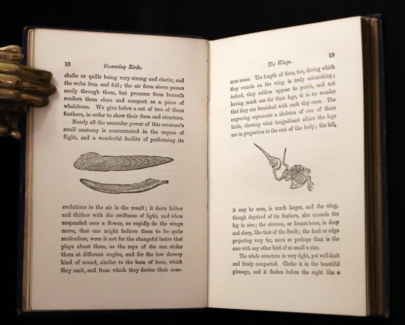 1856 Scarce Ornithology Book ~ HUMMING BIRDS described & Color Illustrated. By Henry Gardiner Adams.