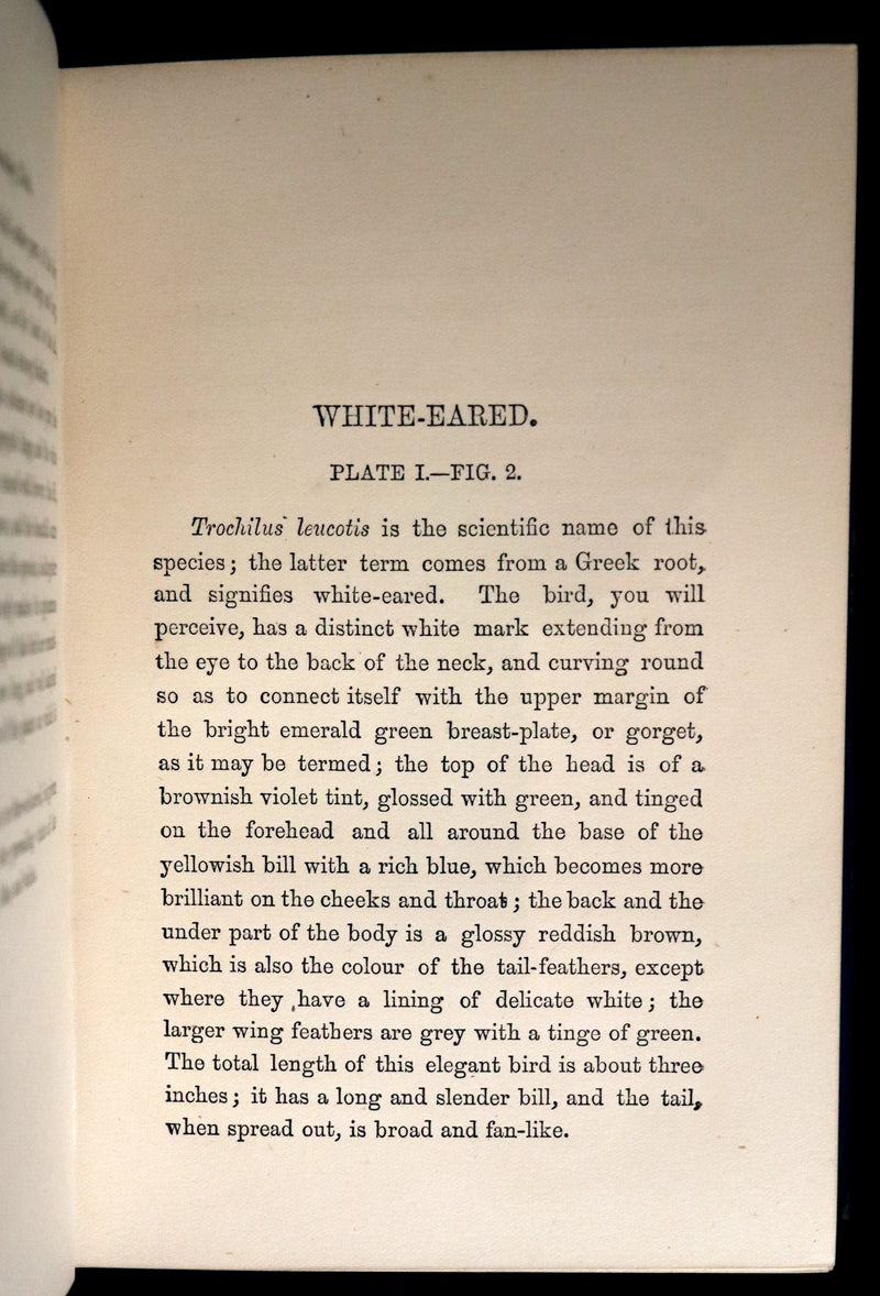 1856 Scarce Ornithology Book ~ HUMMING BIRDS described & Color Illustrated. By Henry Gardiner Adams.