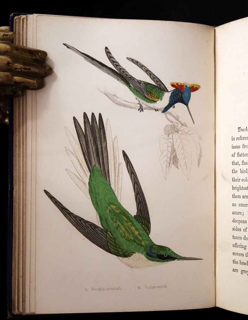 1856 Scarce Ornithology Book ~ HUMMING BIRDS described & Color Illustrated. By Henry Gardiner Adams.