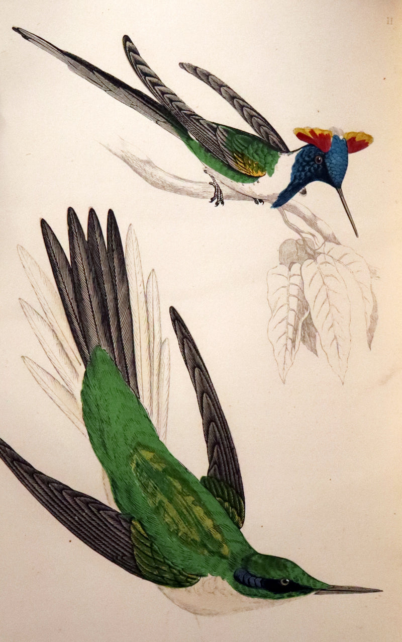 1856 Scarce Ornithology Book ~ HUMMING BIRDS described & Color Illustrated. By Henry Gardiner Adams.