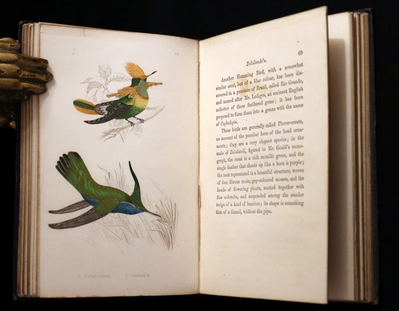 1856 Scarce Ornithology Book ~ HUMMING BIRDS described & Color Illustrated. By Henry Gardiner Adams.