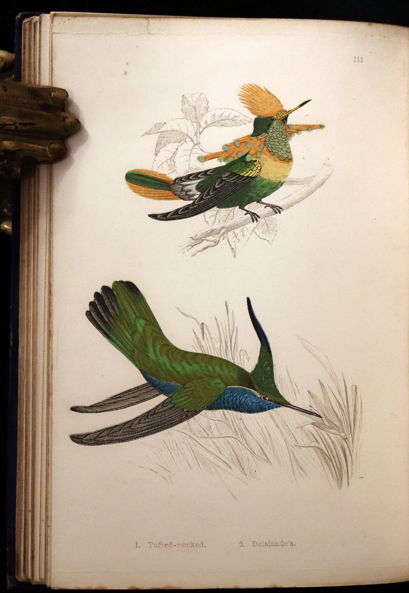 1856 Scarce Ornithology Book ~ HUMMING BIRDS described & Color Illustrated. By Henry Gardiner Adams.
