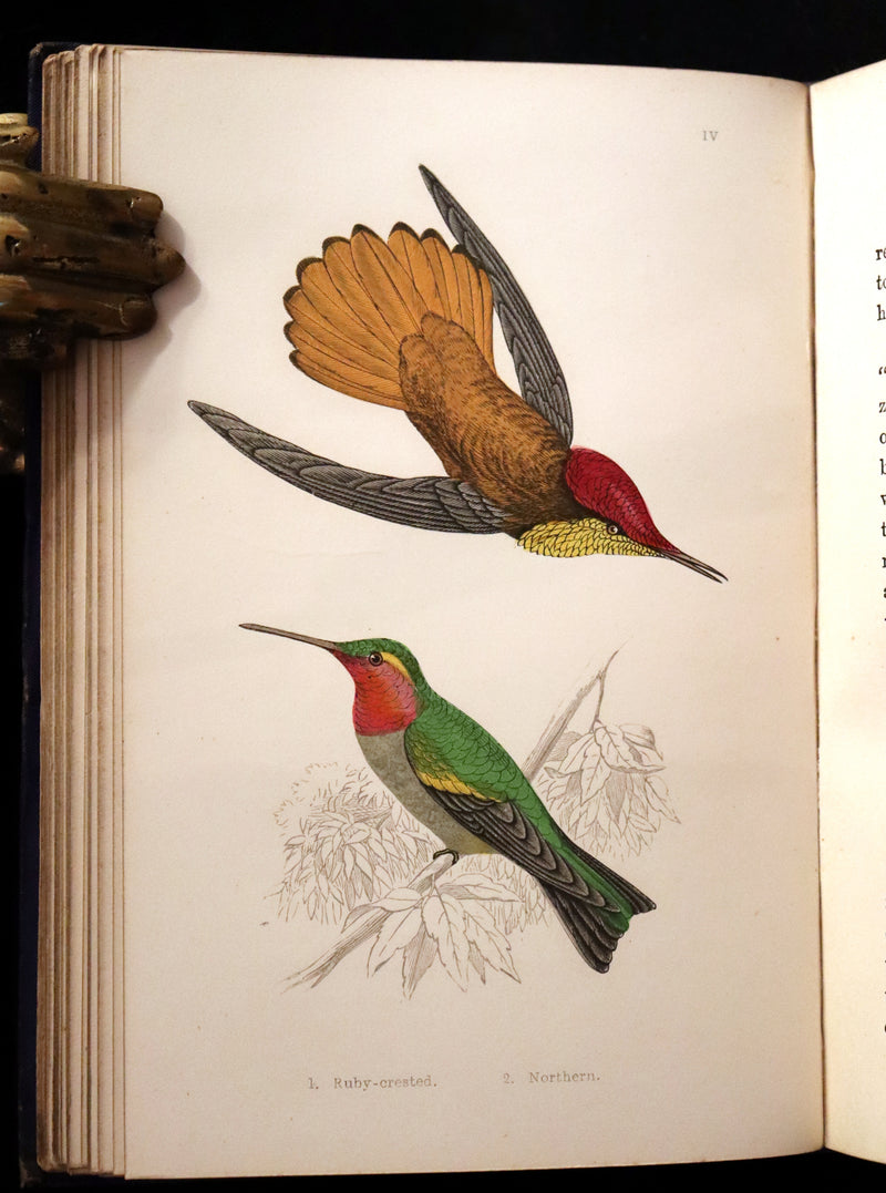 1856 Scarce Ornithology Book ~ HUMMING BIRDS described & Color Illustrated. By Henry Gardiner Adams.